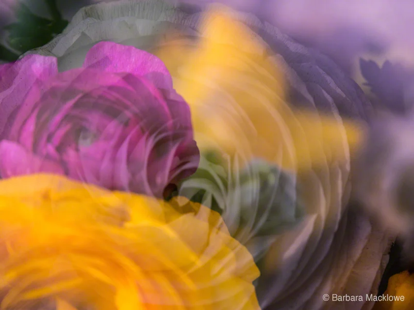 "Ranunculus" by Barbara Macklowe