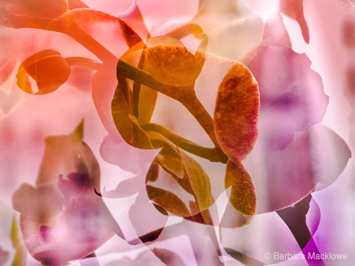 "Orchid IV" by Barbara Macklowe