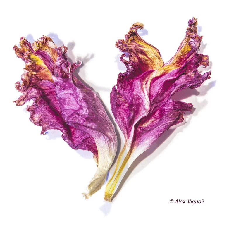 Lover's Memories by Alex Vignoli