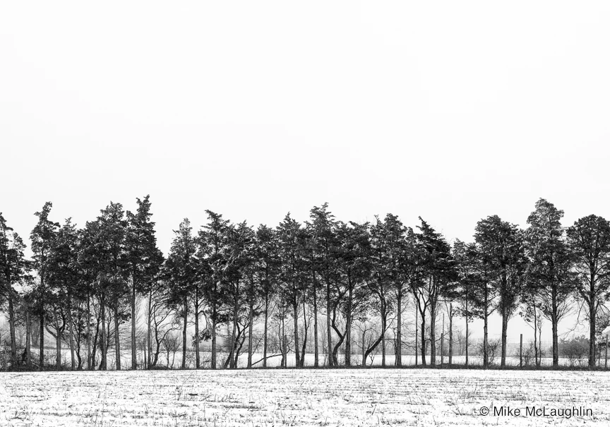Treeline by Mike McLaughlin