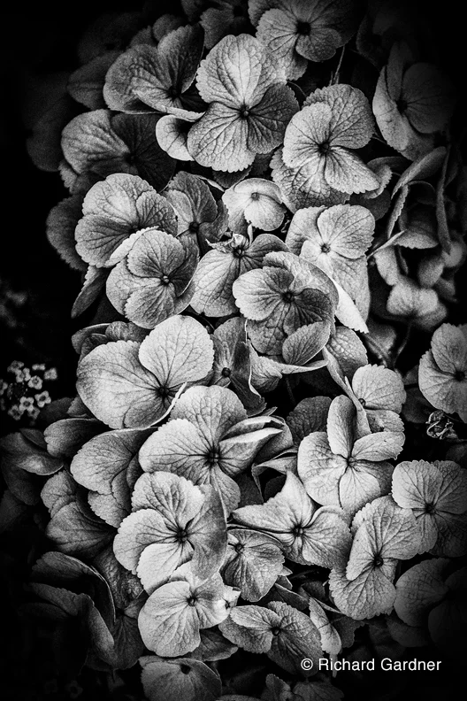 Untitled #7 by Richard Gardner
