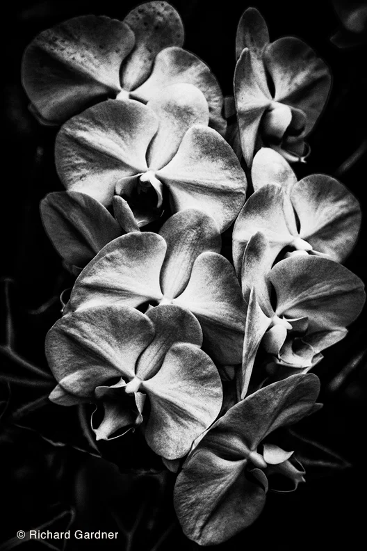 Untitled #9 by Richard Gardner