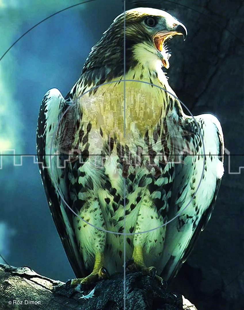 Pale Male - In the Crosshairs by Roz Dimon