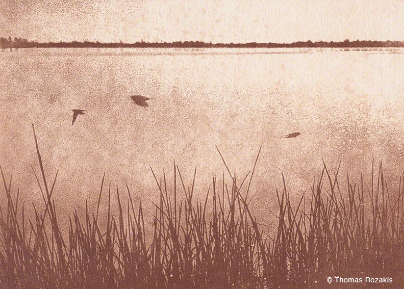 Swallows, Hallocks Bay, Orient by Thomas Rozakis