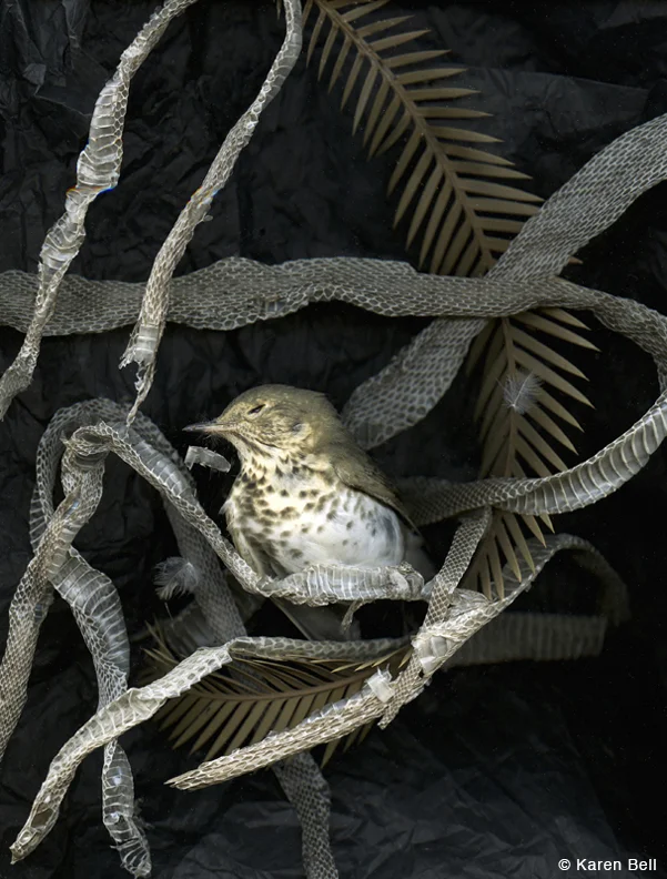 Bird on Perch by Karen Bell