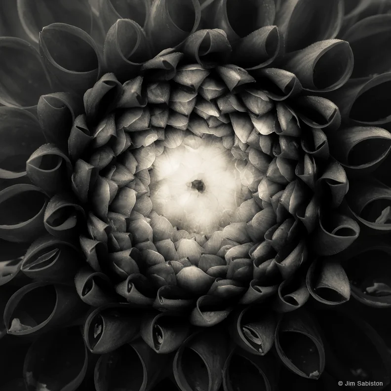 Dahlia - Study I by Jim Sabiston