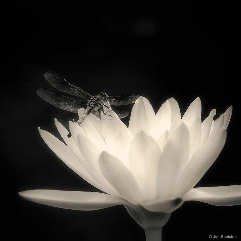 Lotus and Dragonfly by Jim Sabiston