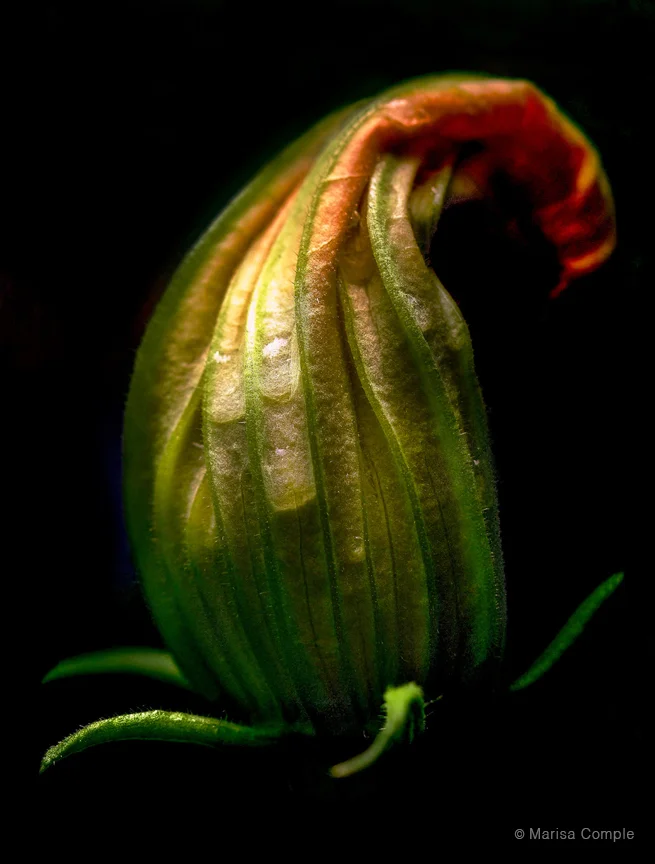 Zucchini Blossom by Marisa Comple