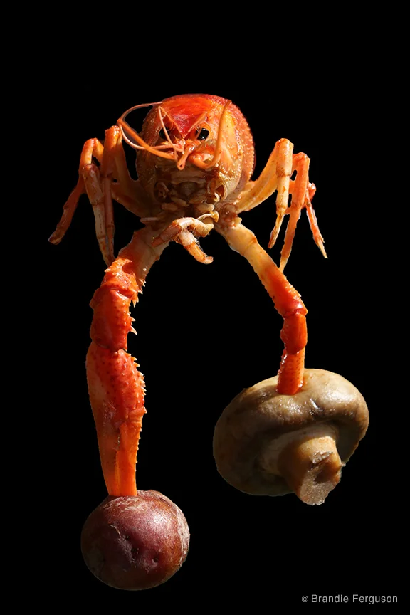 Crawfish 1 by Brandie Ferguson
