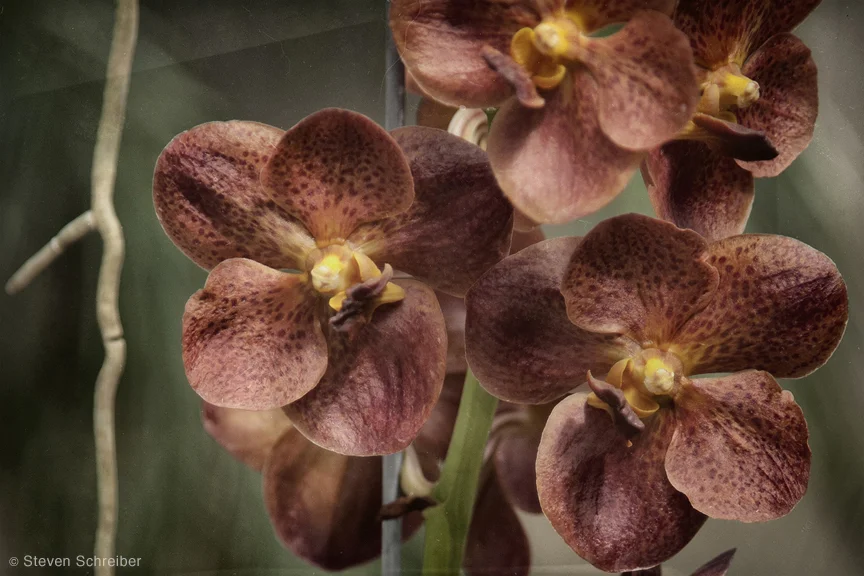Orchids Dusky Orange by Steven Schreiber