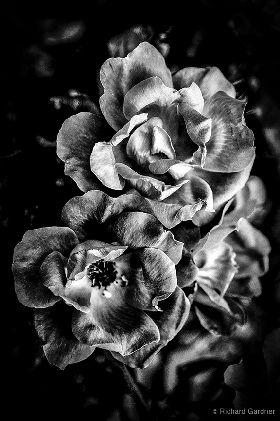 Untitled 5 from the series A note For Juliet by Richard Gardner