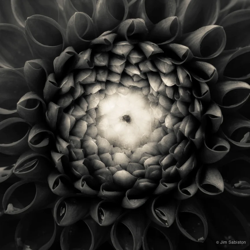 Dahlia-Study - I by Jim Sabiston