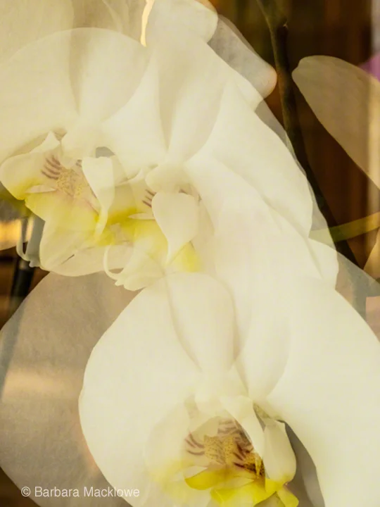 Double-time White Orchid by Barbara Macklowe