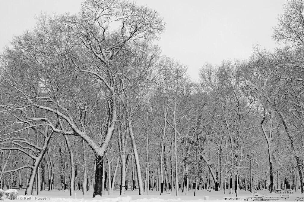 Keith Rossein - Snow Covered Trees - Photography.jpg