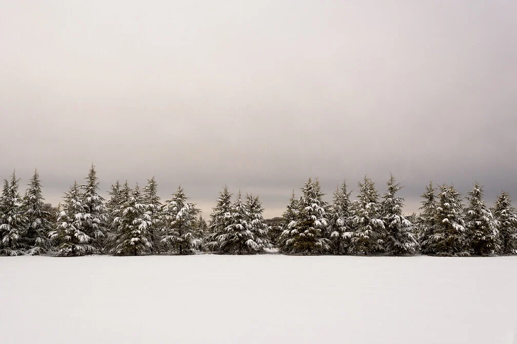 Mike McLaughlin - Winter Pines - Photography.jpg