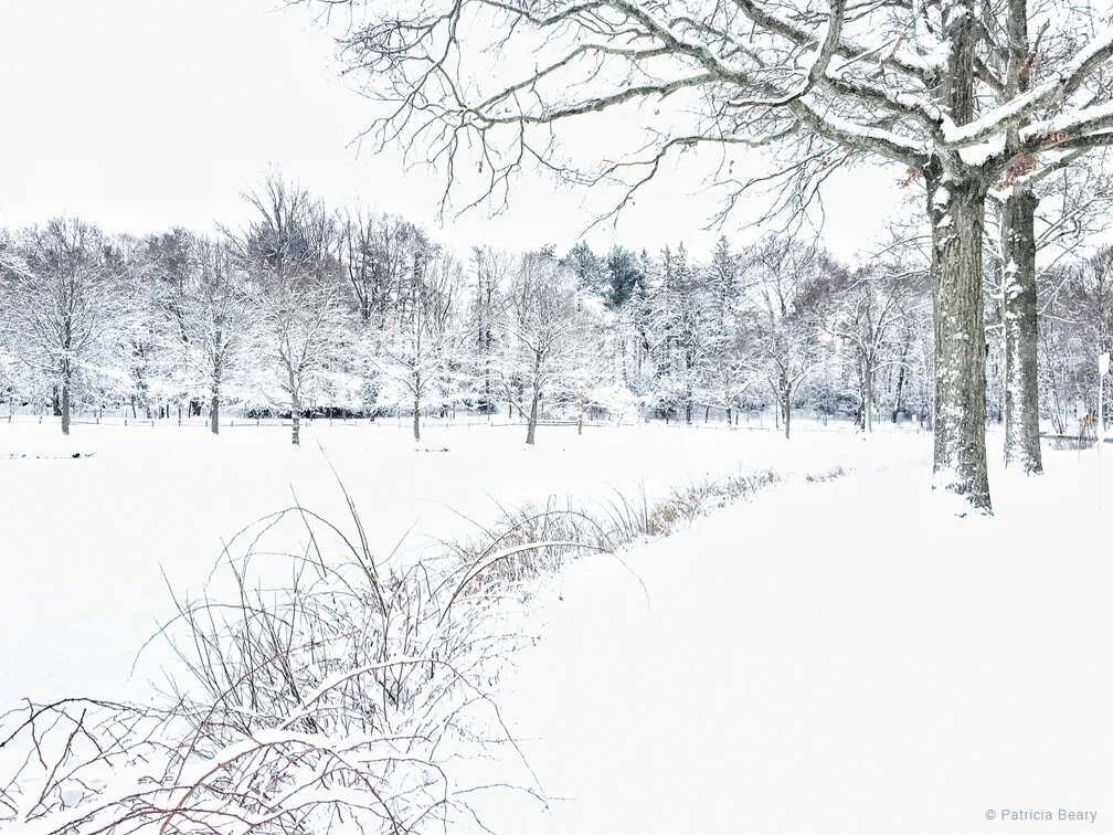 Patricia Beary - Delicate Revelations - Photography.jpg