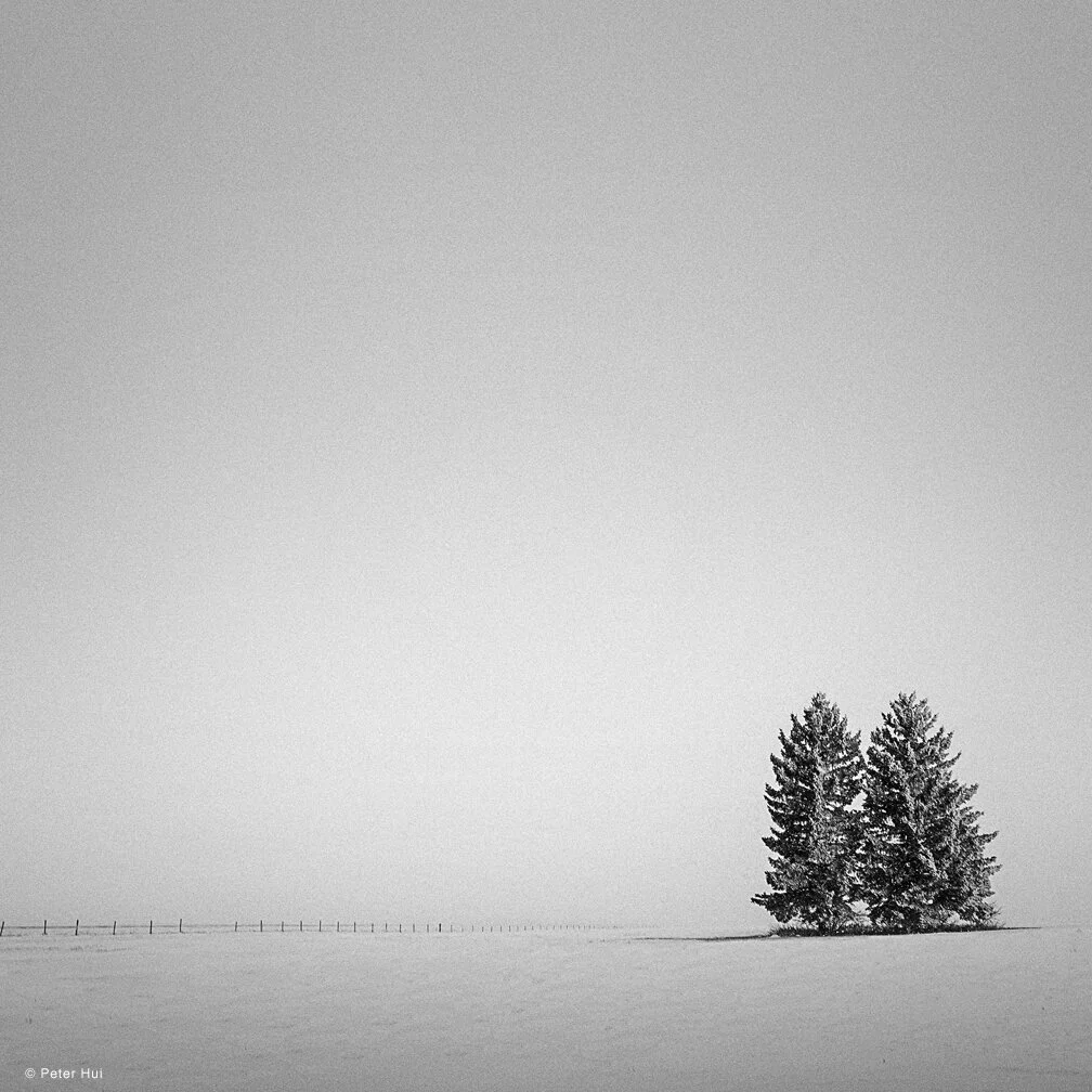 Peter Hui - Fence Two Trees - Photography.jpg