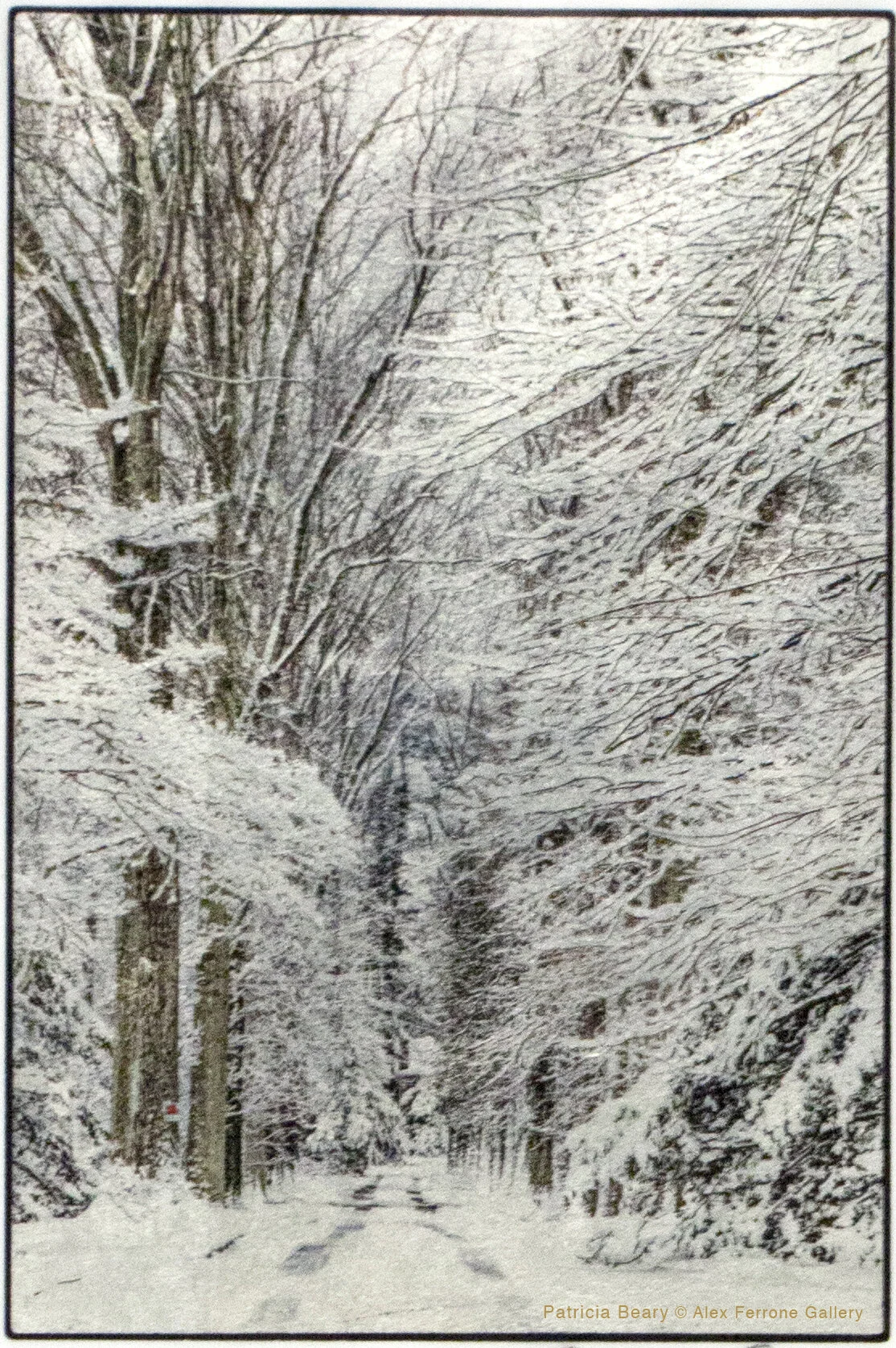 Patricia Beary - Trail of Silence - Photography.jpg