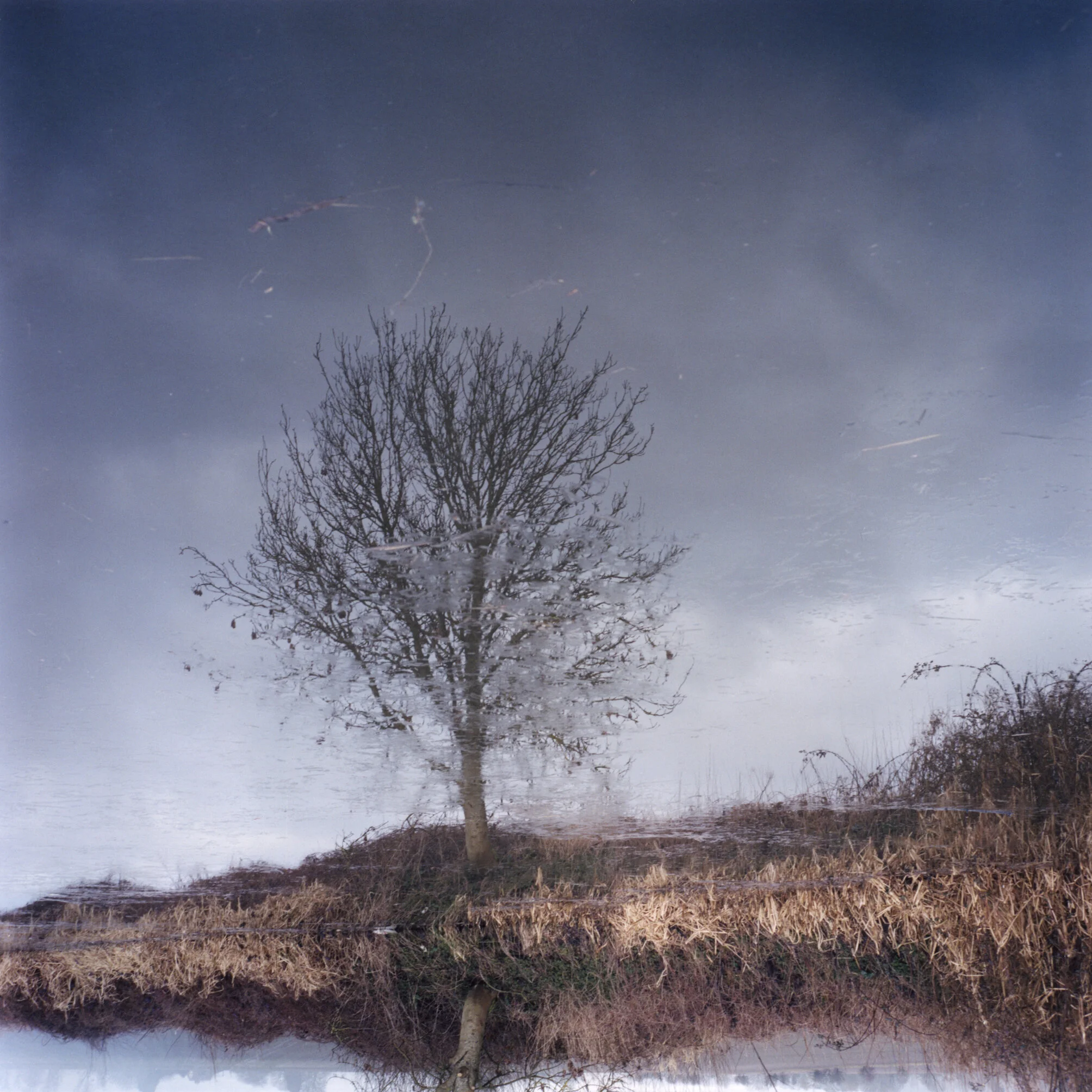 2 Midnight Tree.jpg