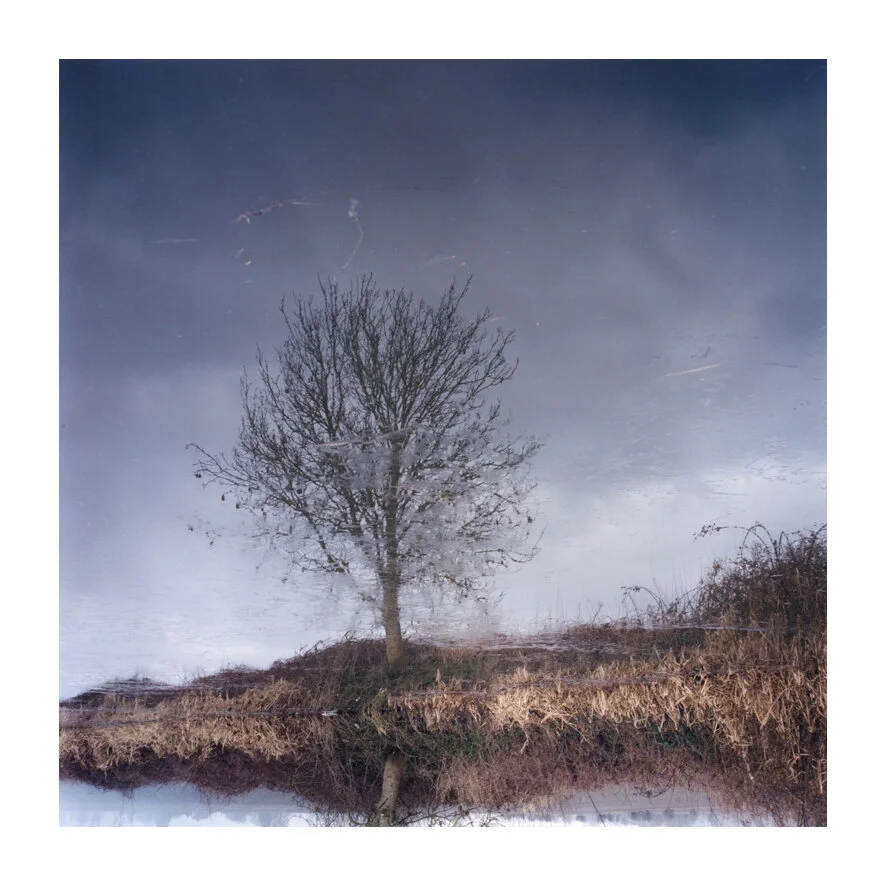 web midnight tree.jpg