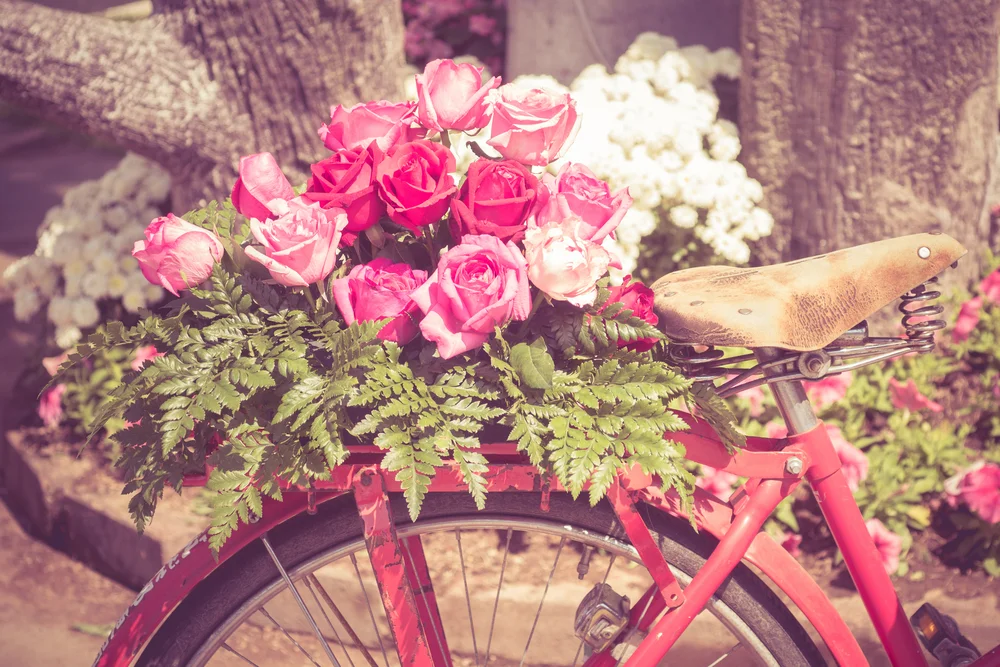 MISC_Bike_Flowers_Roses.jpg