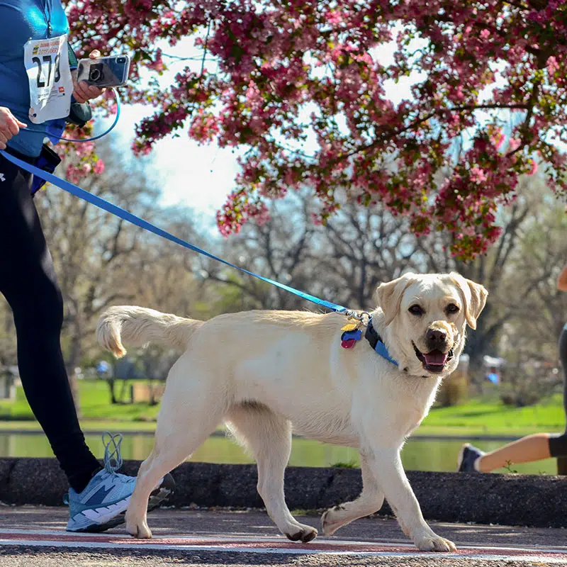 Walk to make an impact for animals