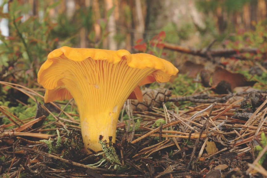 Chantarelle AdobeStock.jpeg