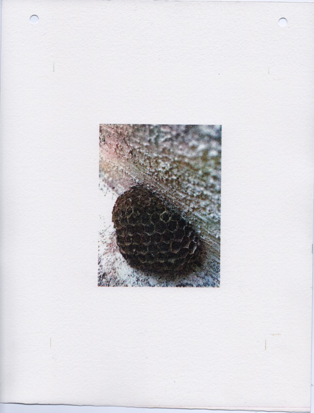 Nest and Steps Vll