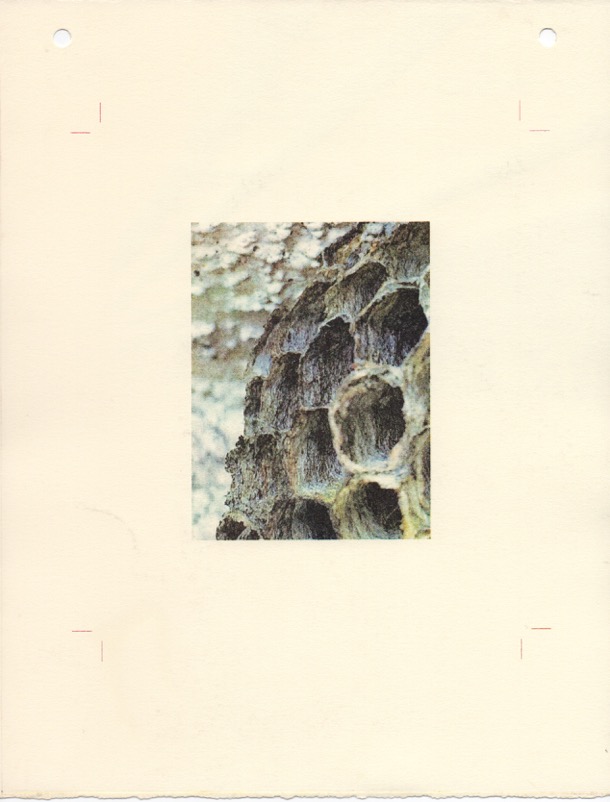 Nest and Steps XVll