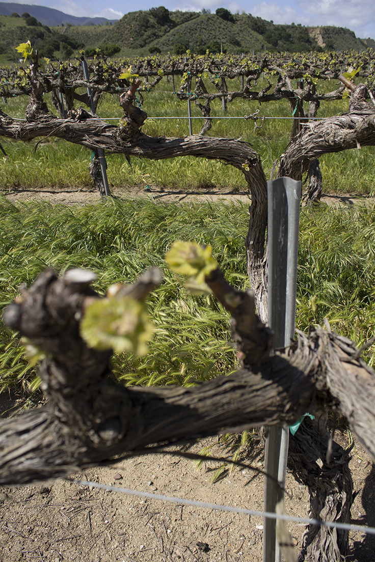 The Myth of Pinot Noir — insolence + wine