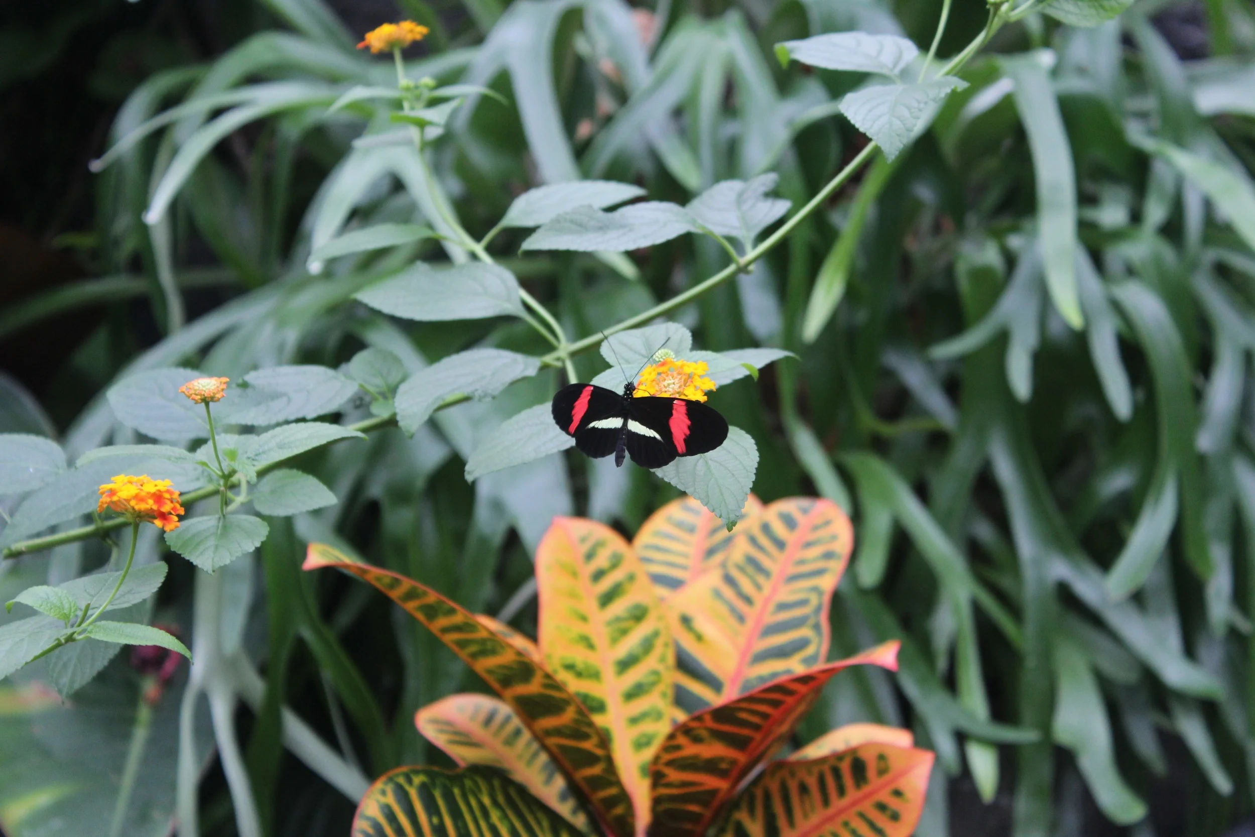 Seen at the Blooms And Butterflies exhibit