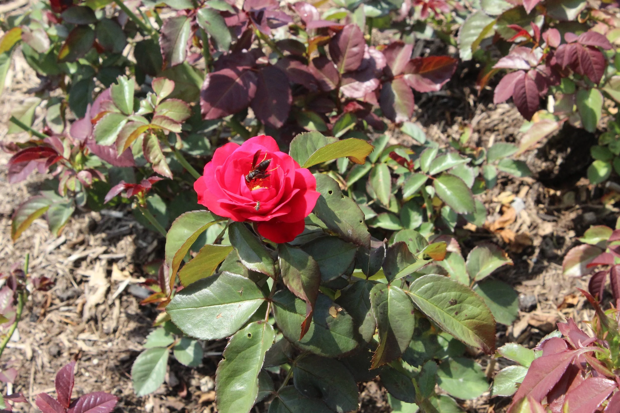 One of Gopa's two favorite flowers, the Europeana 