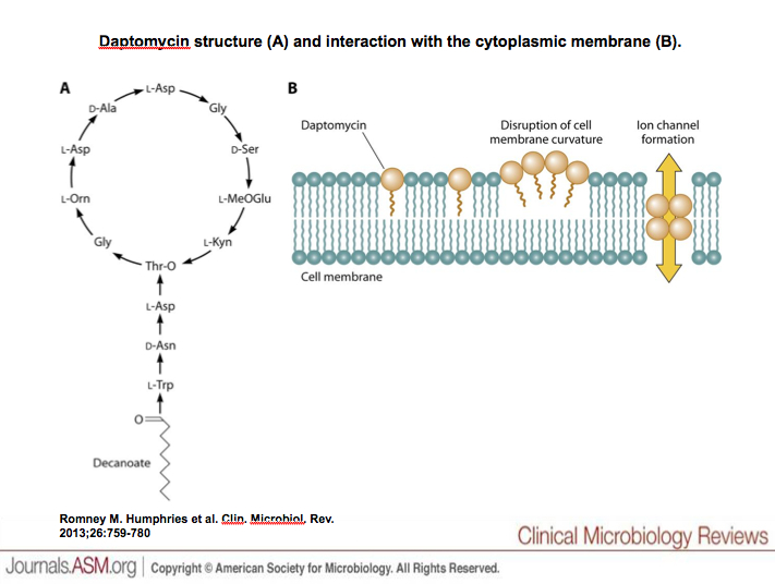 (source: Asm clinical microbiology reviews )
