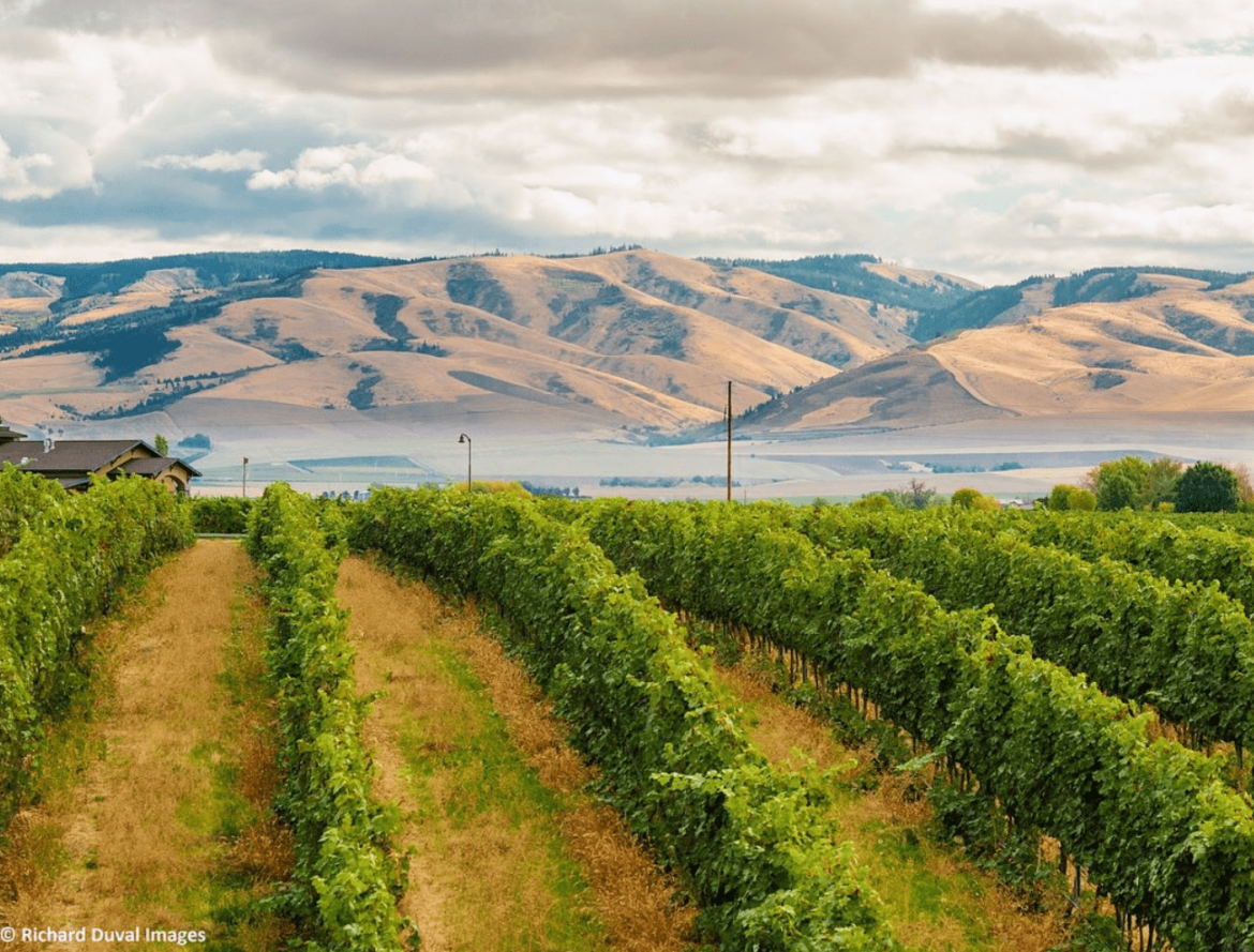 Wine Tasting: Walla Walla Wine Spotlight…and Board Games!