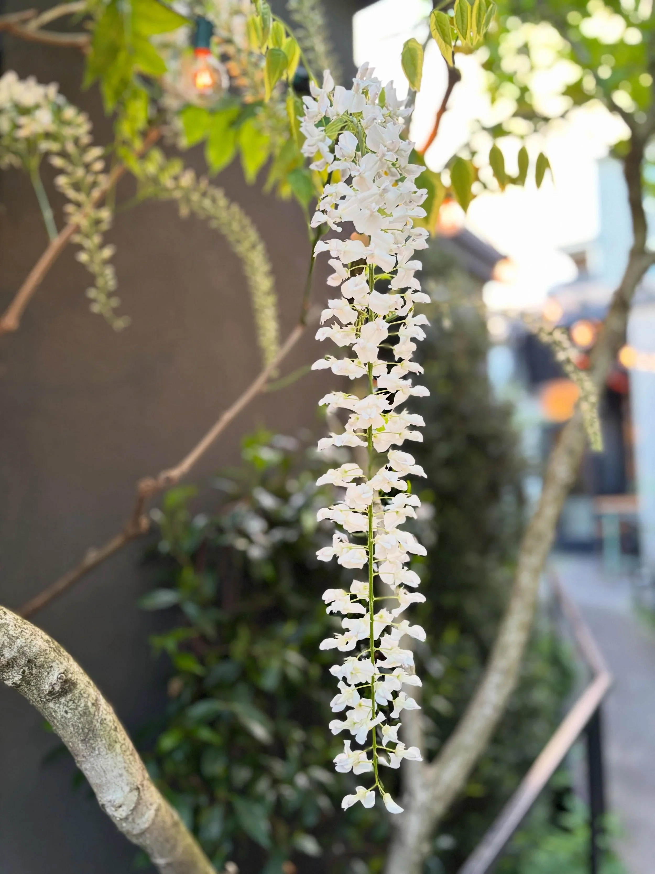 The garden is blooming and we can&rsquo;t wait for you to join us this weekend!🌸

We&rsquo;ve got new wine by the glass + new cocktails for you to enjoy alongside our spring dishes like Rockfish Crudo, BBQ Beets, and Manila Clams.✨

Score $3 Hama Ha