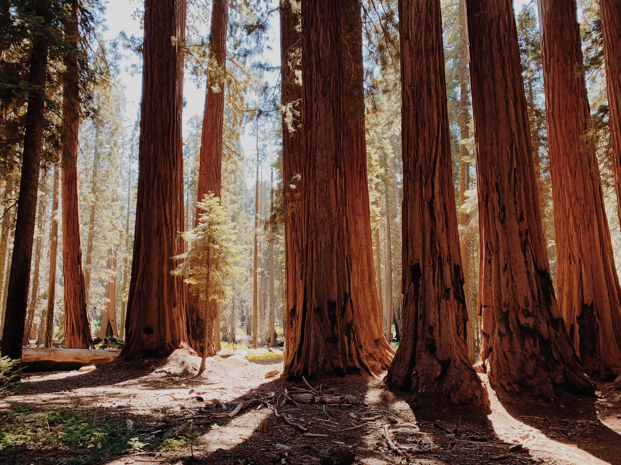 Sequoias