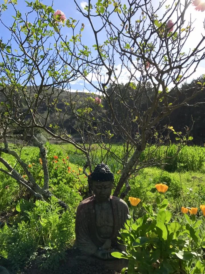 Green Gulch - Sunday AUG 2