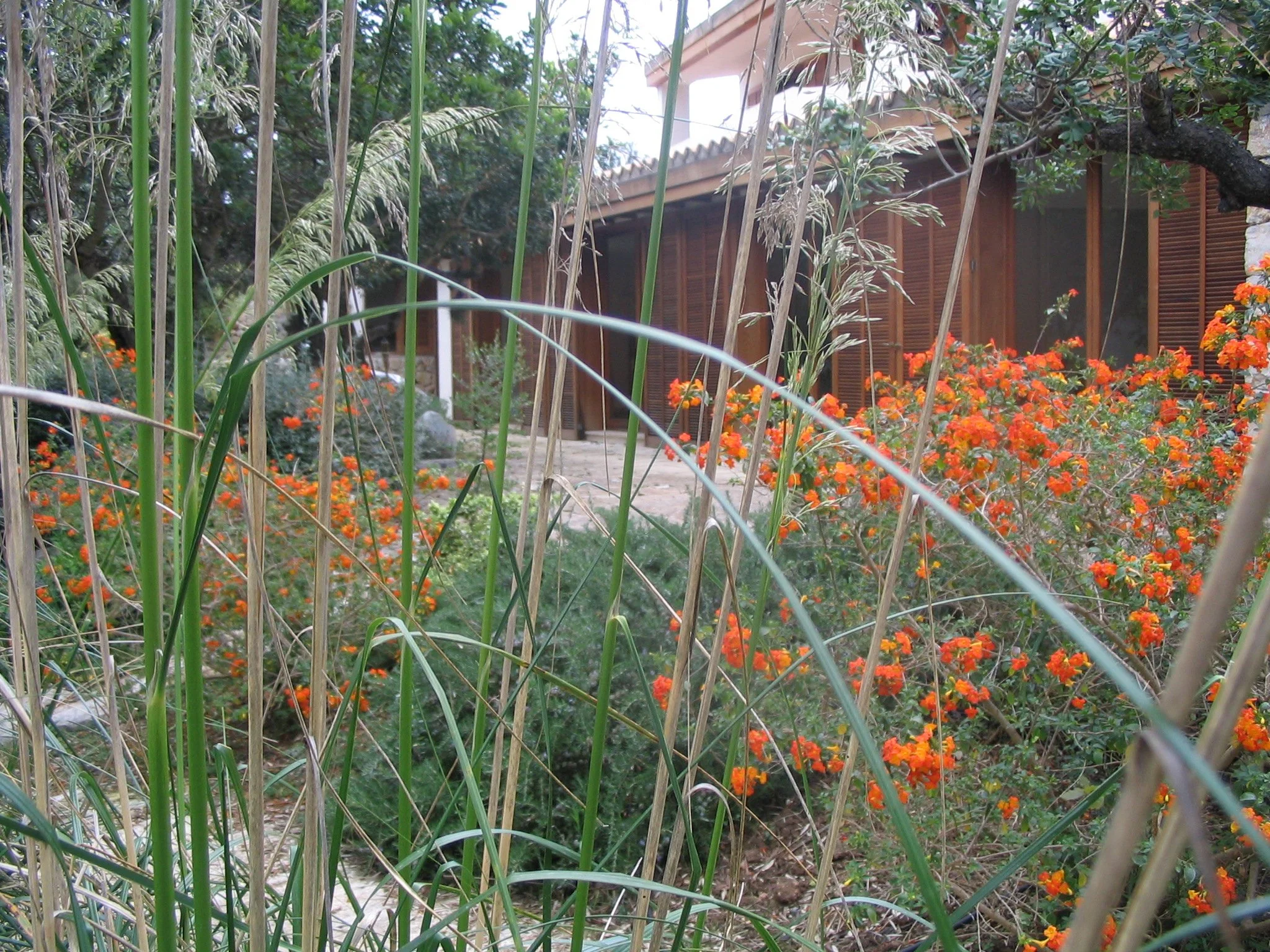 Garden 1.JPG