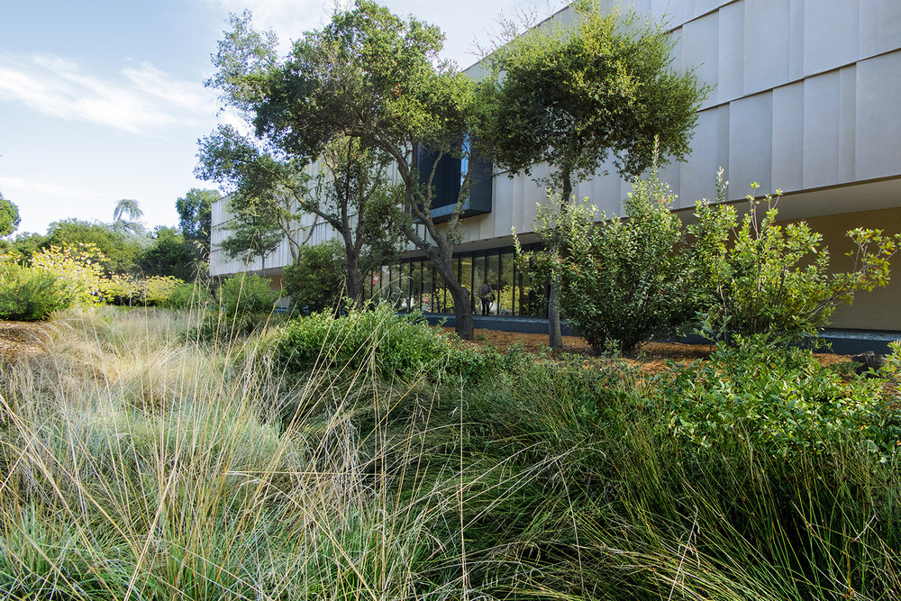 The bioswale running alongside the Anderson Collection serves as both a functional stormwater treatment area and a beautiful landscape element