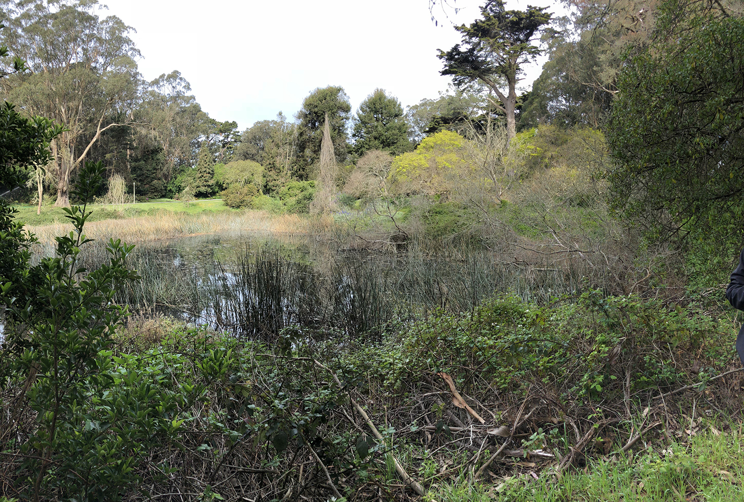 Golden Gate Park Middle Lake Restoration