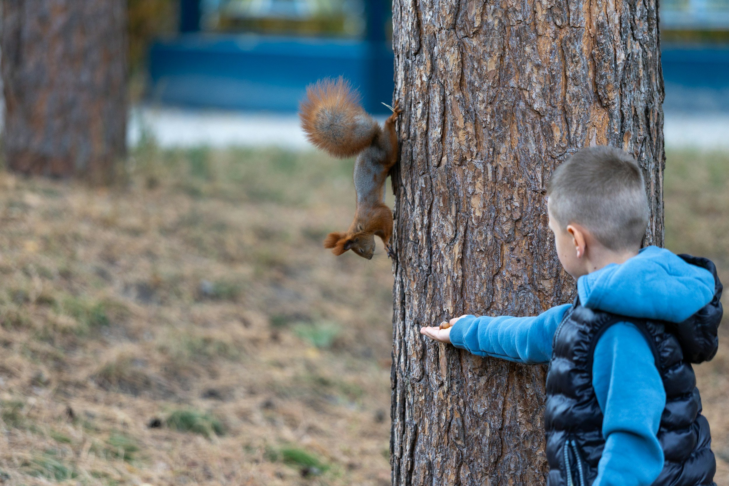 kind feeds squirrel