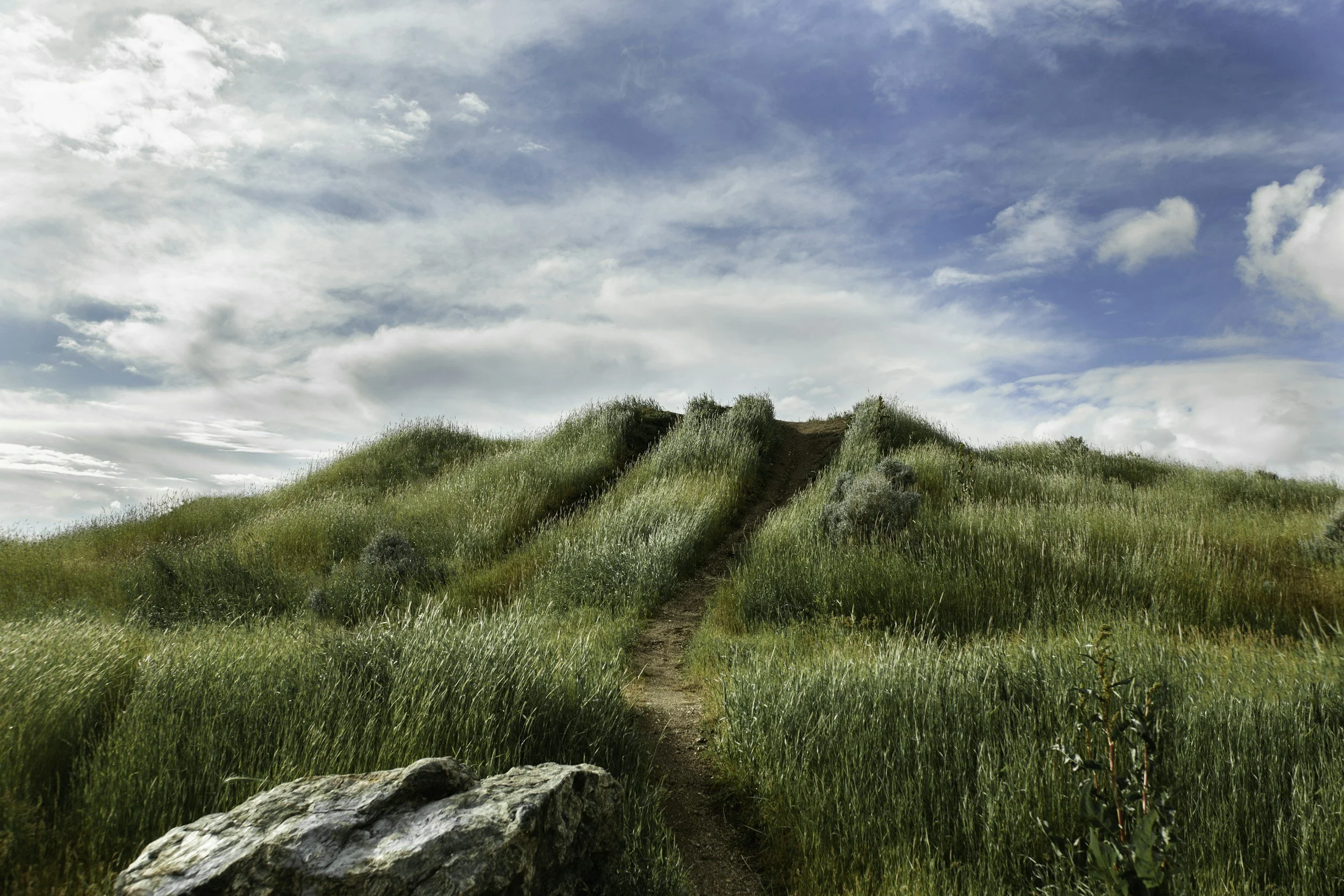 grassy trail