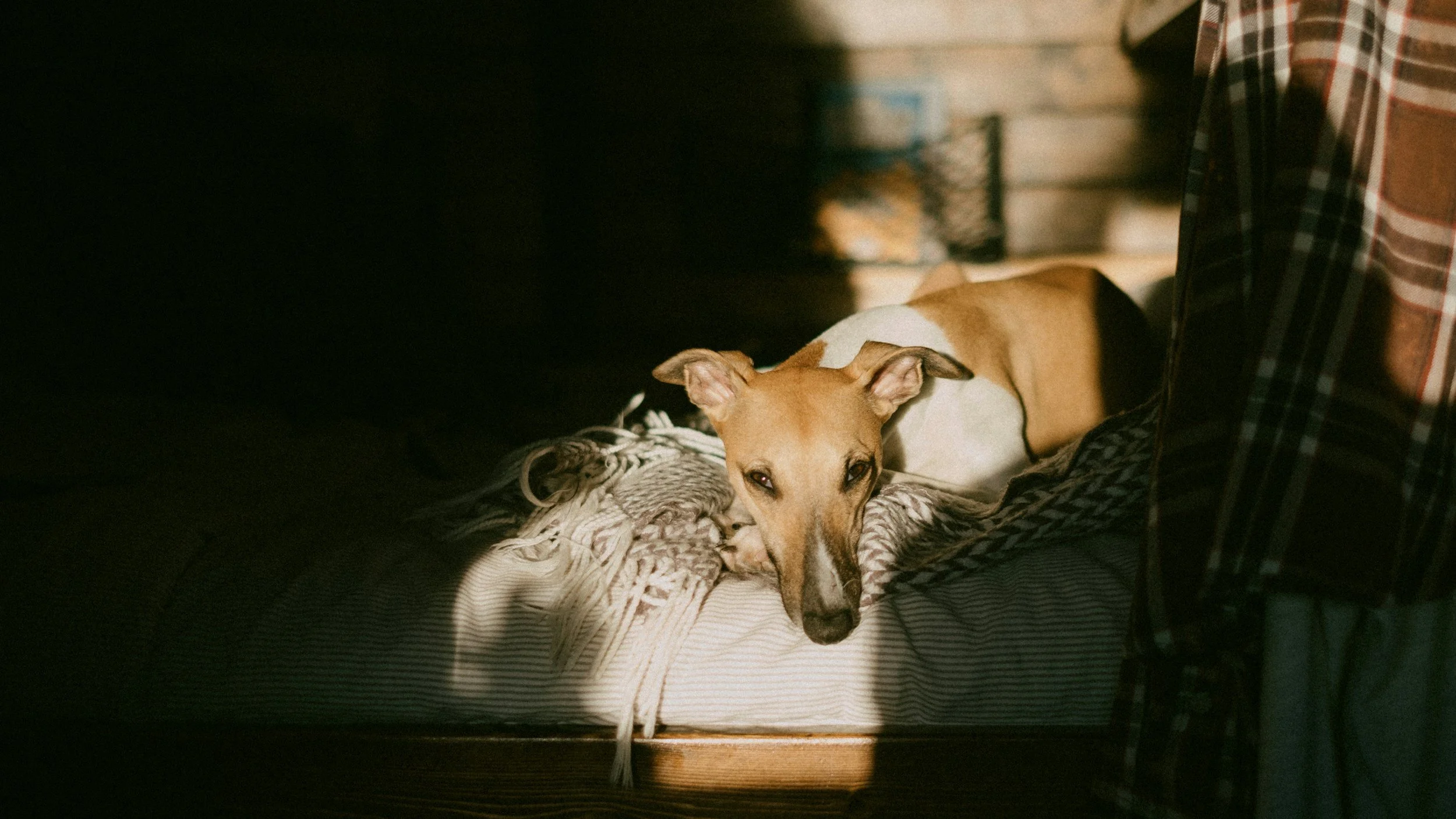 dog laying in winter sun