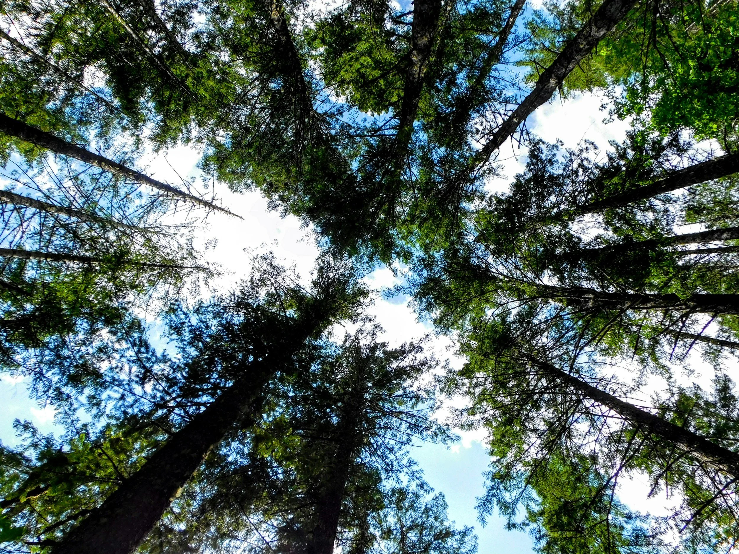 The Quiet Healing Power of Sitting Beneath a Tree