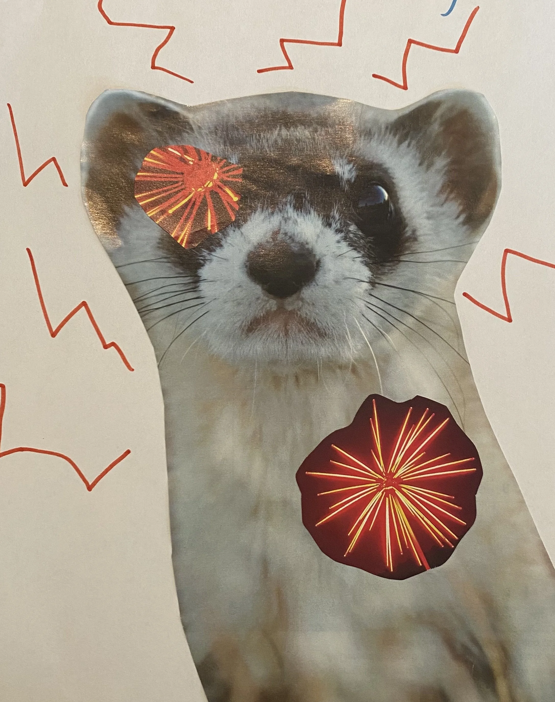 collage image of furry animal