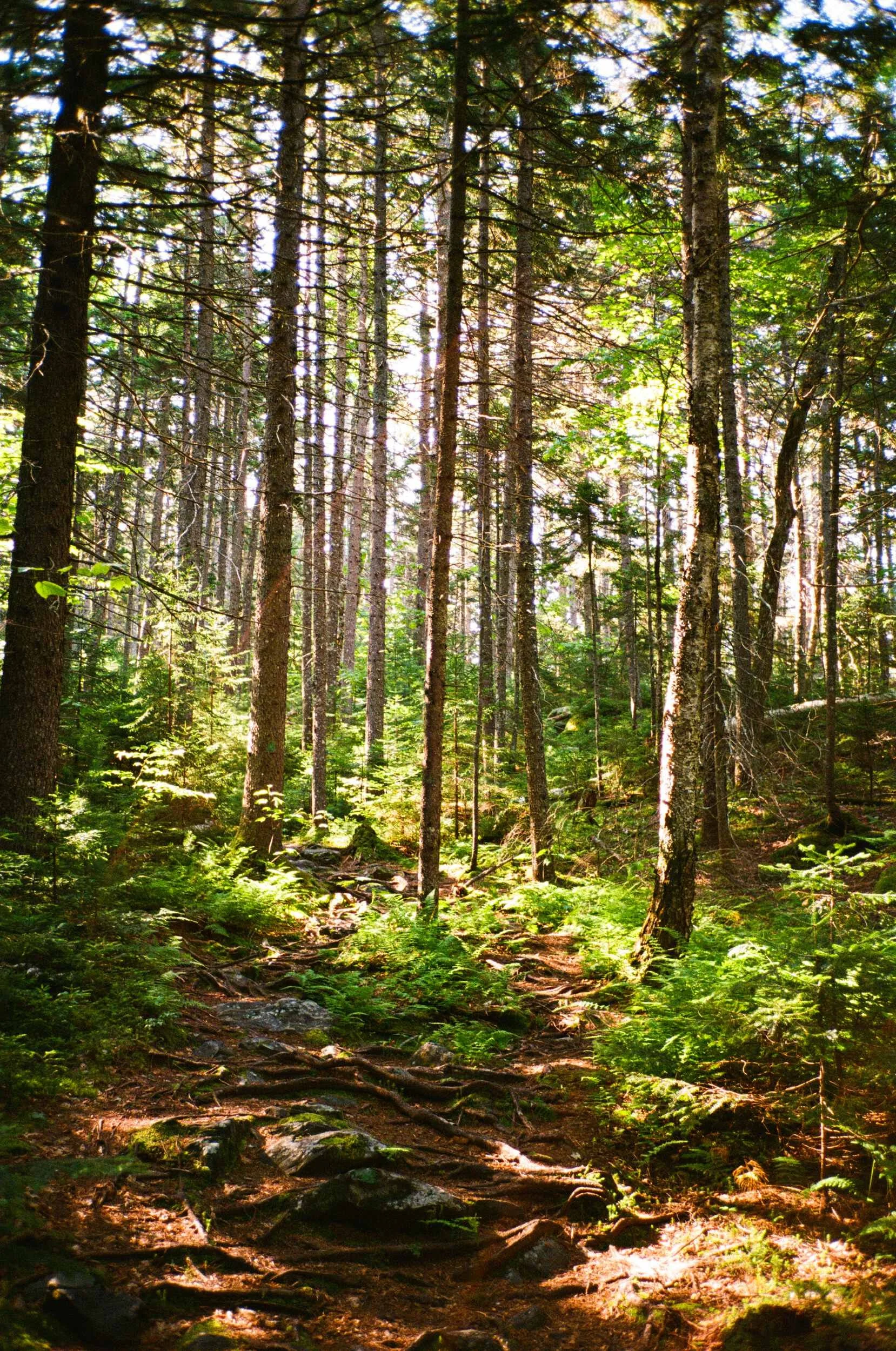 MAINE-57.jpg