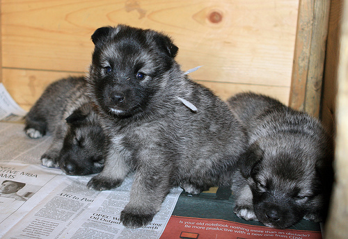 recentpups