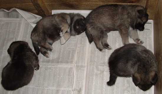 puppy2
