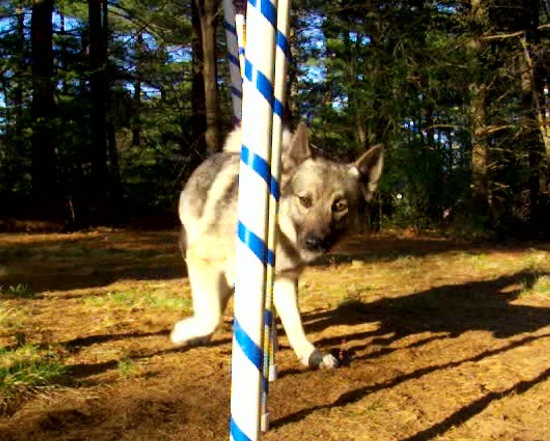 charm_agility3