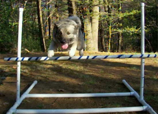 charm_agility1
